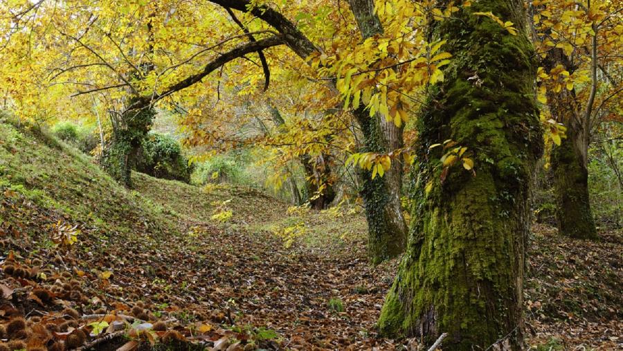 Castiñeiros na serra courelá