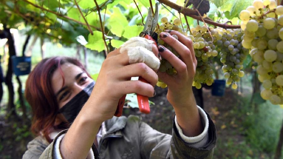 Unha muller recollendo uvas. Foto: Santi Alvite Unha muller recollendo uvas. Foto: Santi Alvite