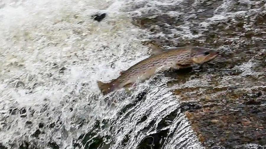 Unha troita nun cauce fluvial. Autor: JR Montero Unha troita nun cauce fluvial. Autor: JR Montero