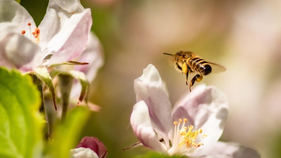 Unha abella sobrevoa sobre unha flor. Foto Pixabay Unha abella sobrevoa sobre unha flor. Foto Pixabay