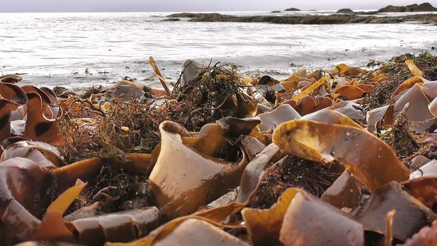 Os expertos de Nor-Water realizaron así tres campañas de mostraxe en 2021 cun total de cen mostras nas que constataron a presenza de distintos contaminantes emerxentes. FOTO: Santi Alvite