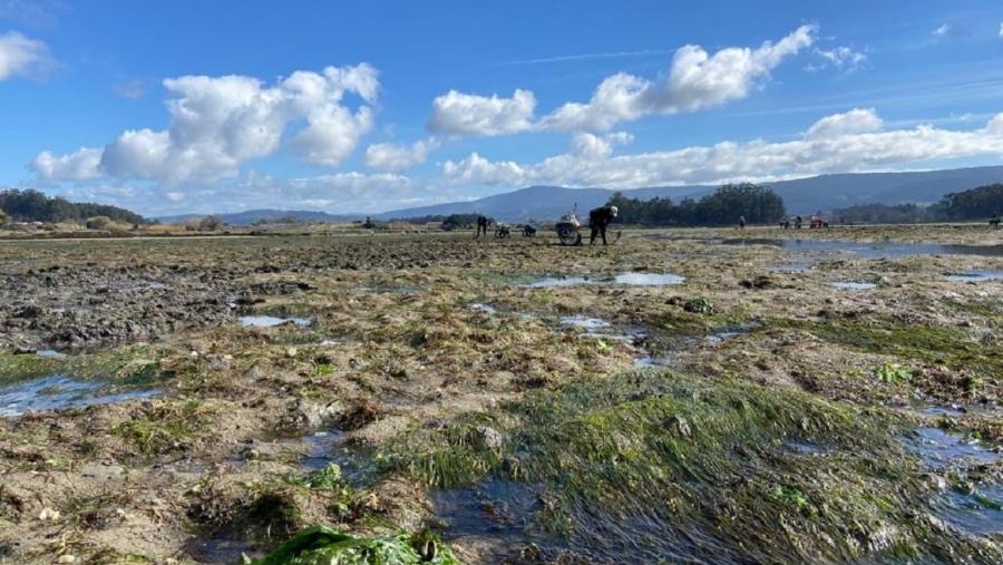Nos últimos anos, a perda de superficie destes espazos segue avanzando, a un ritmo de arredor do 7% ao ano en toda a distribución mundial
