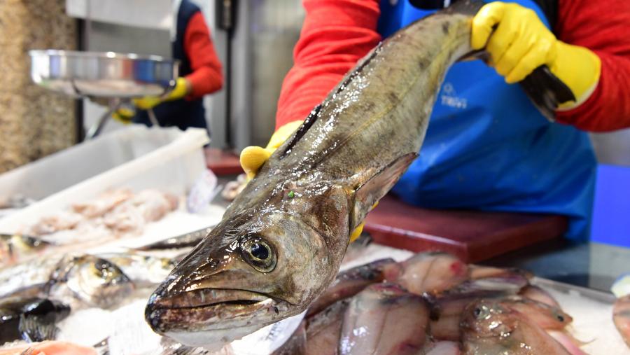 As especies do xénero 'Merluccius' que se consomen en España manteñen unha notable presenza na gastronomía e no mercado estatal. FOTO: Santi Alvite