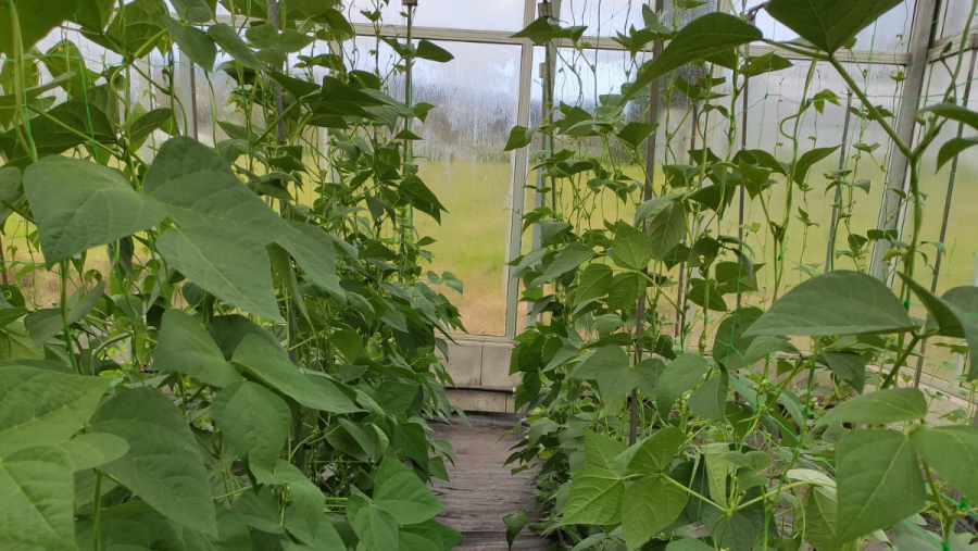 O CiQUS colaborará coa Misión Biolóxica de Galicia do CSIC (MBG) na posta en funcionamento dunha Unidade Asociada no ámbito do Biocontrol de cultivos. FOTO: CSIC
