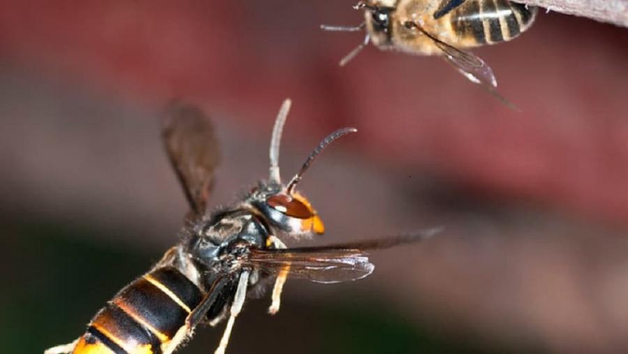 Imaxe de arquivo de exemplares de avespa velutina.