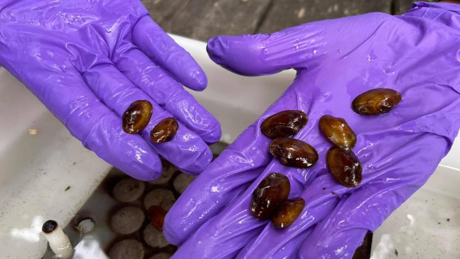 O grupo de investigación CoPeMol do Campus Terra da USC mellora as técnicas e condicións de cultivo do bivalvo de auga doce. FOTO: CoPeMol