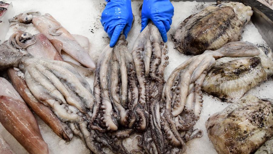 Os cefalópodos son depredadores importantes dentro dos ecosistemas mariños e teñen tamén unha notable importancia nutricional e cultural que contribúe a reforzar a seguridade alimentaria humana. FOTO: Santi Alvite