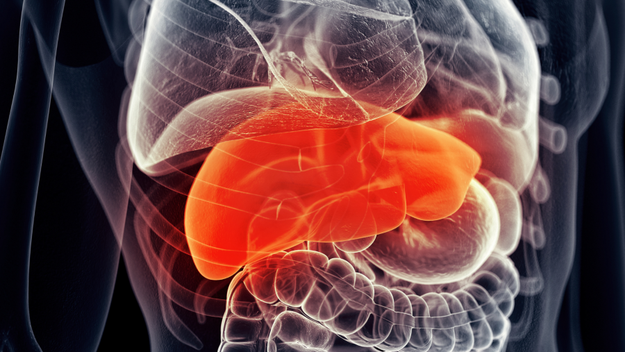 A investigación coordinada dende o CiMUS afonda na regulación da produción de glicosa no fígado e abre a porta a novos enfoques terapéuticos. Fonte: Canva