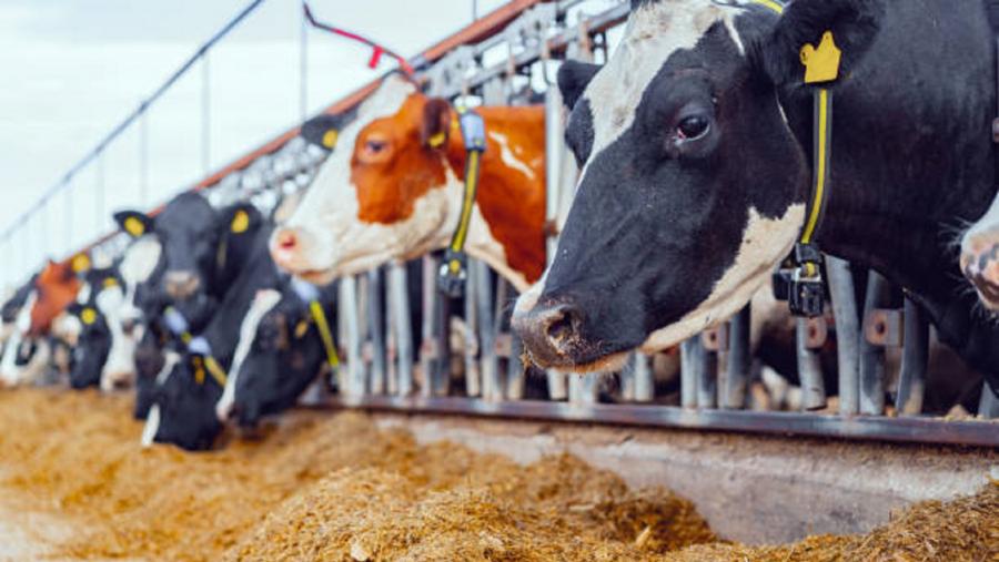 O estudo constata que na maioría das explotacións da provincia fan un bo manexo de animais e teñen boas instalacións. Foto: Pixabay O estudo constata que na maioría das explotacións da provincia fan un bo manexo de animais e teñen boas instalacións. Foto: Pixabay