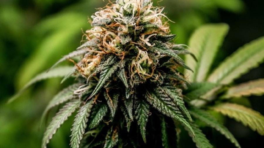 Os delincuentes adulteran os produtos de cannabis para maximizar os seus beneficios, engaden cannabinoides sintéticos ao matriz vexetal orixinal ou os mesturan con cáñamo industrial Os delincuentes adulteran os produtos de cannabis para maximizar os seus beneficios, engaden cannabinoides sintéticos ao matriz vexetal orixinal ou os mesturan con cáñamo industrial