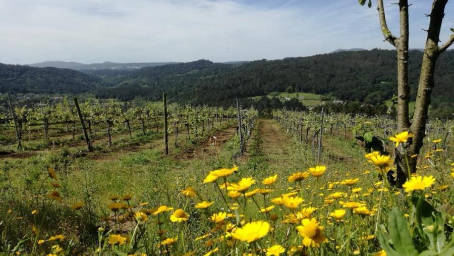 Viñedos da Adega Mar de Frades Viñedos da Adega Mar de Frades