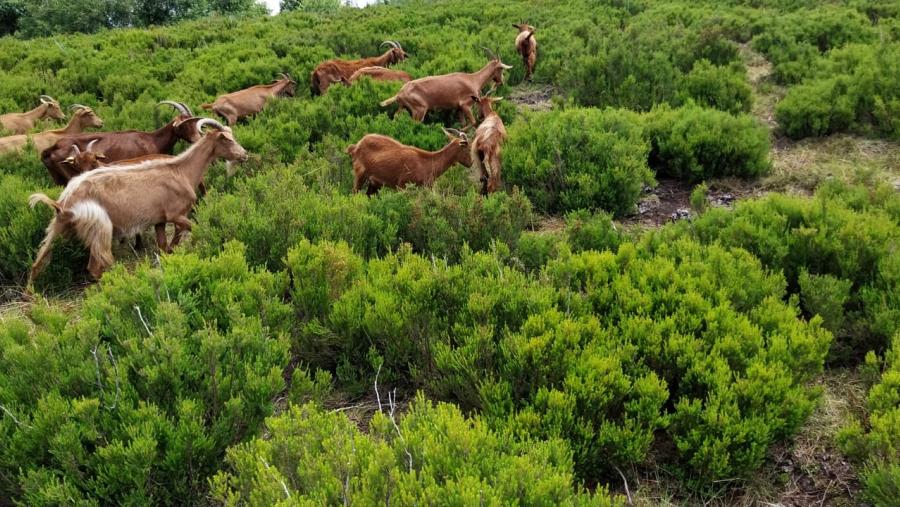 Cabras, nunha parcela da Comunidade de Montes Veciñais en Man Común Carballo de Friol Cabras, nunha parcela da Comunidade de Montes Veciñais en Man Común Carballo de Friol