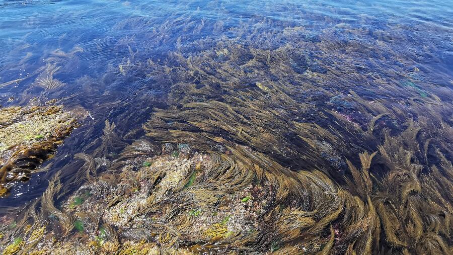 Algunhas especies de algas, aínda que non sexan tóxicas para os seres humanos, poden producir exsudados que danan os delicados tecidos branquiais. Imaxe de arquivo dunha paisaxe mariña. FOTO: Santi Alvite