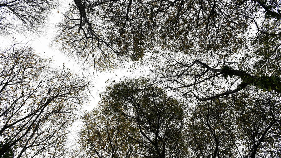 O proxecto centrarase no deseño urbano de espazos públicos inclusivos. Imaxe de arquivo de árbores nun espazo urbano. FOTO: Santi Alvite