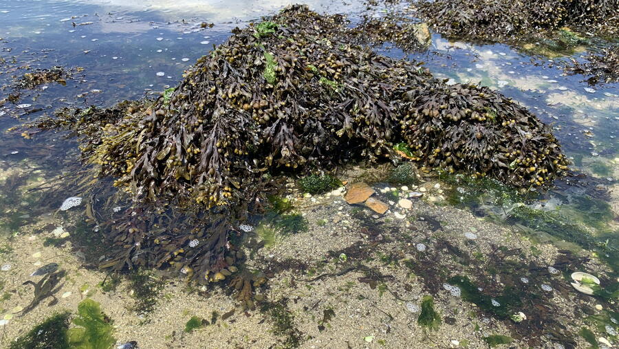 O estudo nestas algas demostra a eficacia das políticas para reducir as emisións de chumbo