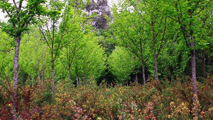 Especialistas de trinta países participan en Compostela no Congreso sobre Xestión Ambiental de Masas Forestais