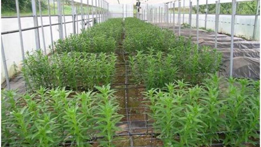 o cultivo de flor e planta ornamental preséntase como un sector de futuro que “pode chegar a ser unha alternativa importante para a agricultura galega”, apuntan os expertos