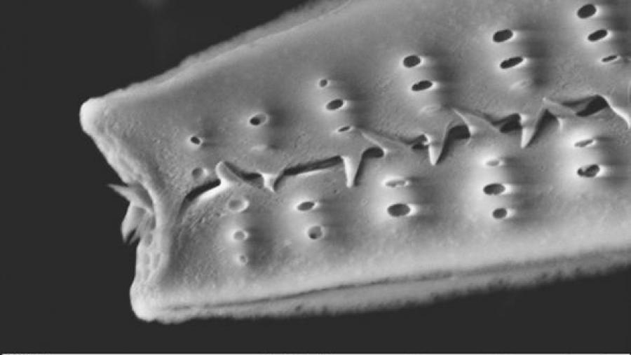 Un doutorando do CIQUS recibe unha mención de honra nun concurso internacional de microfotografía