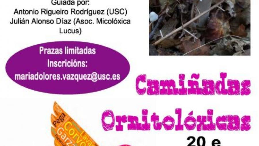 Cartaz das camiñadas de outono
