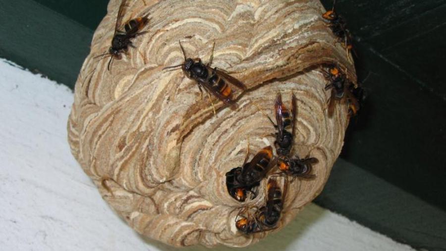 A USC participa no maior proxecto europeo de loita contra avespa velutina