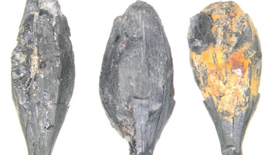 Grans de cebada (Hordeum tetrastichum) do castro de Punta do Muíño do Vento (Alcabre, Vigo)